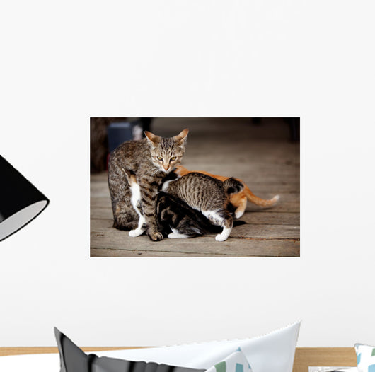 Nursing Kitten Wall Mural
