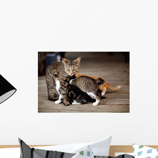 Nursing Kitten Wall Mural