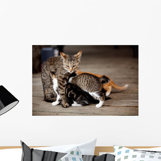 Nursing Kitten Wall Mural