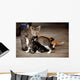 Nursing Kitten Wall Mural
