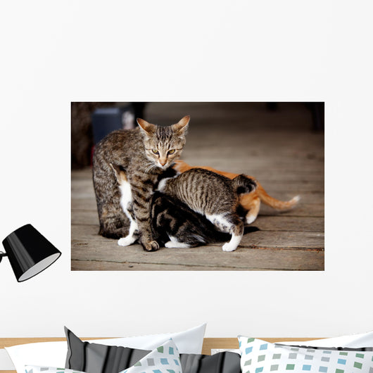Nursing Kitten Wall Mural
