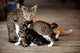 Nursing Kitten Wall Mural