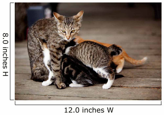 Nursing Kitten Wall Mural
