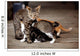 Nursing Kitten Wall Mural