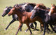 A herd of young horses Wall Mural