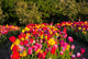 Tulpe Wall Mural