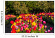 Tulpe Wall Mural