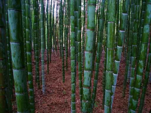 Bamboo Wall Decal
