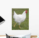 white chicken Wall Mural
