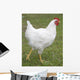 white chicken Wall Mural