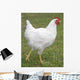 white chicken Wall Mural