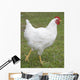 white chicken Wall Mural