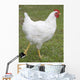 white chicken Wall Mural