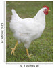 white chicken Wall Mural