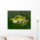 beautiful costa rican reticulated glass frog 5 Wall Mural