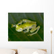 beautiful costa rican reticulated glass frog 5 Wall Mural