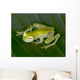 beautiful costa rican reticulated glass frog 5 Wall Mural
