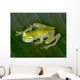 beautiful costa rican reticulated glass frog 5 Wall Mural