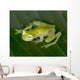 beautiful costa rican reticulated glass frog 5 Wall Mural