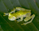 beautiful costa rican reticulated glass frog 5 Wall Mural