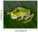 beautiful costa rican reticulated glass frog 5 Wall Mural
