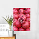 Pomegranates Wall Mural