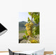 White grape variety Cortese 8 Wall Mural