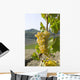 White grape variety Cortese 8 Wall Mural