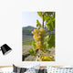 White grape variety Cortese 8 Wall Mural