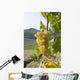 White grape variety Cortese 8 Wall Mural