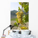 White grape variety Cortese 8 Wall Mural