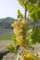 White grape variety Cortese 8 Wall Mural