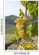 White grape variety Cortese 8 Wall Mural