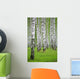 birch wood Wall Mural