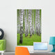 birch wood Wall Mural
