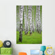 birch wood Wall Mural