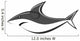 Shark Fish