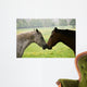 Kissing Horses Wall Mural