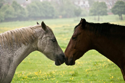 Kissing Horses Wall Mural