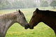 Kissing Horses Wall Mural