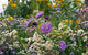 Wild Flower Meadow Wall Decal