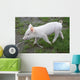 Baby Pig Wall Mural