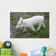 Baby Pig Wall Mural