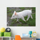 Baby Pig Wall Mural
