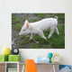 Baby Pig Wall Mural