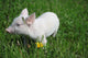 Little Wonderful Pig Baby