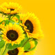 image d'une fleur tournesol, des tournesols sur fond jaune Wall Mural