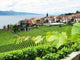 Vineyards Lavaux Region against Wall Decal