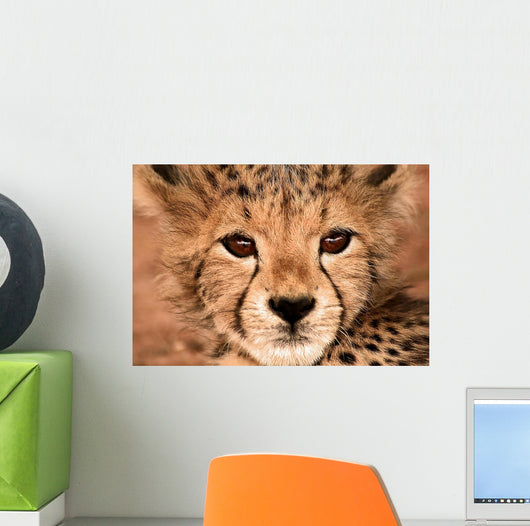 Cheetah Cub