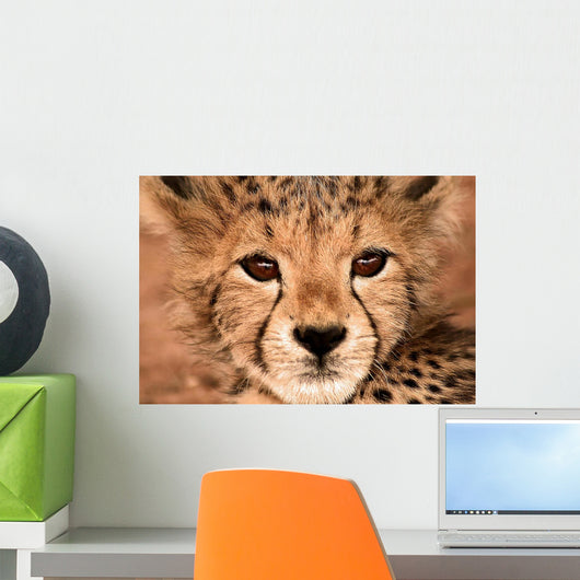 Cheetah Cub